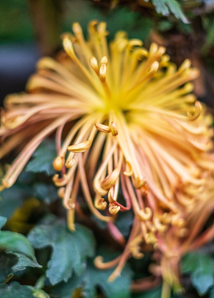 菊花 寿客 金英 黄华 秋菊 陶菊 日精 女华 延年 隐逸花 家菊 花儿 盛开的菊花