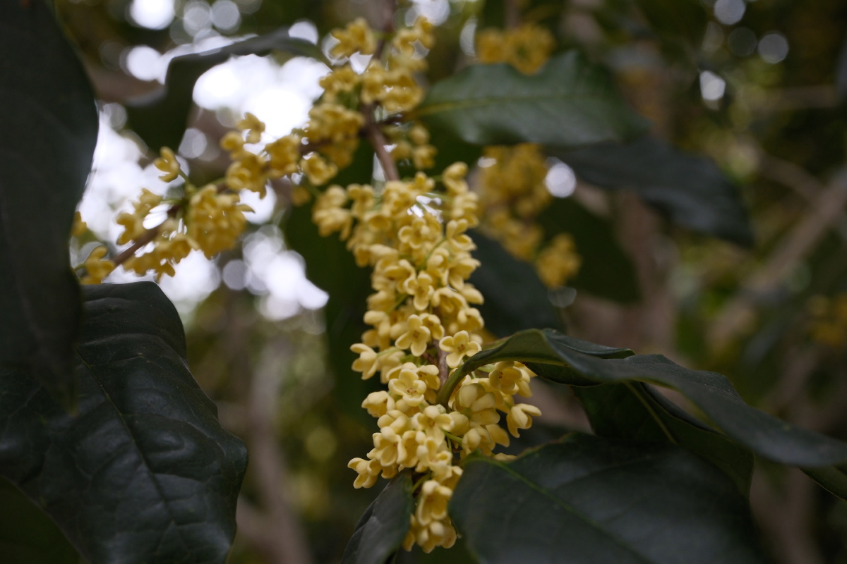桂花 富士直出 风光 花朵花卉 风光摄影  桂花摄影 满觉陇