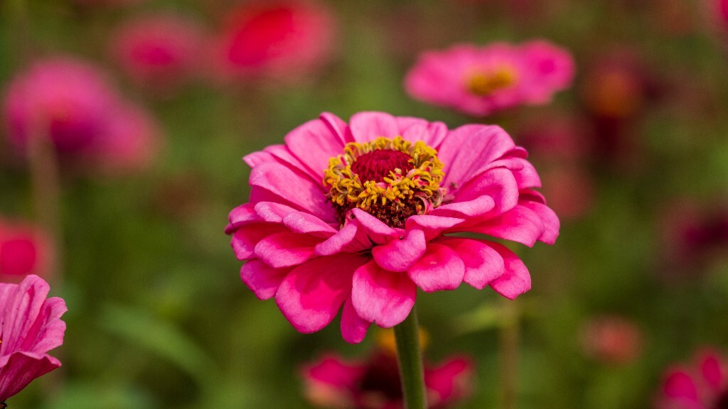 百日草 步步高 火球花 对叶菊 秋罗 步步登高 不等高 百日菊 植物 花朵 花儿 旅行