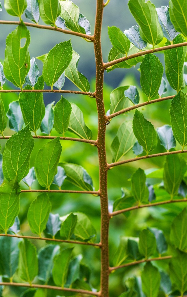 叶子 植物 花草 摄影 风光 自然 自然风光 色彩 春天 色彩