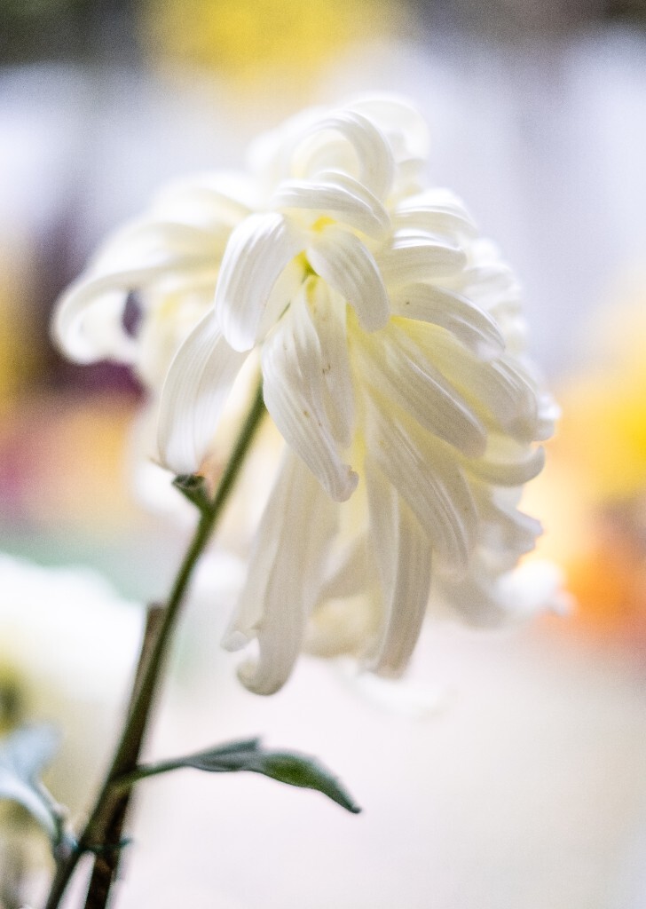 菊花 寿客 金英 黄华 秋菊 陶菊 日精 女华 延年 隐逸花 家菊 花儿 盛开的菊花