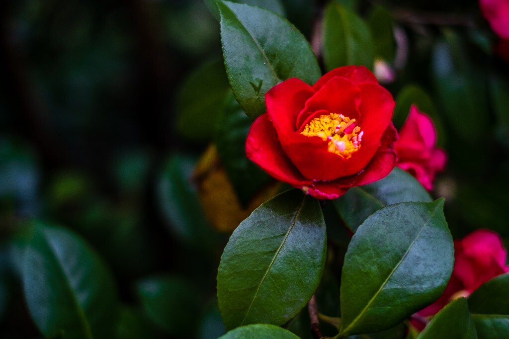 茶花 山茶花 观赏花卉 花草 花卉 图片 摄影