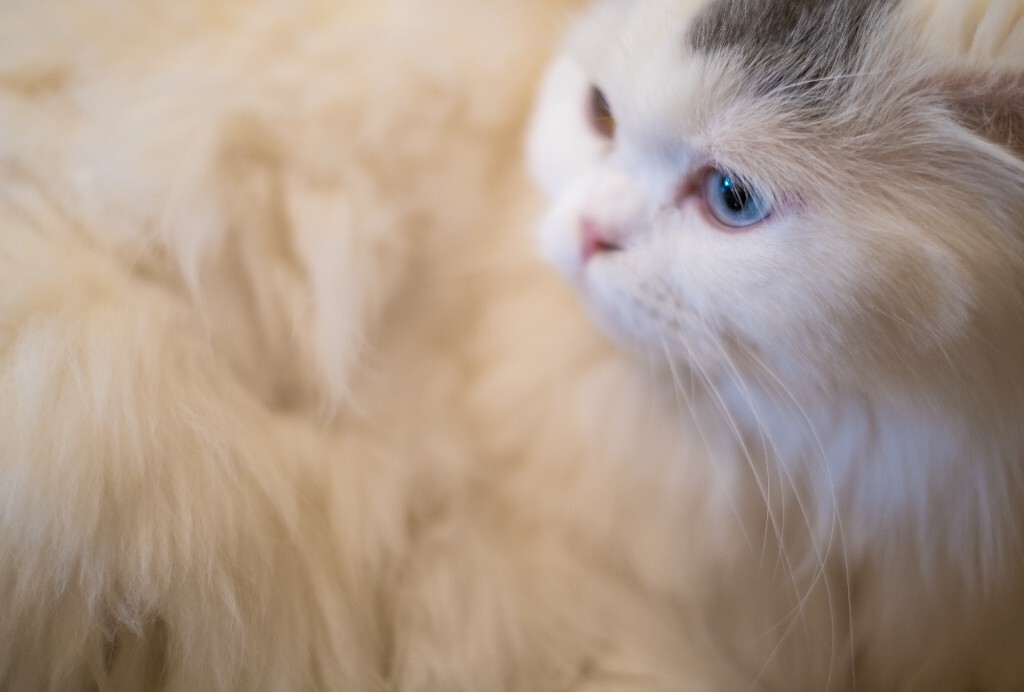 猫 宠物 动物 图片 摄影 喵星人 猫猫