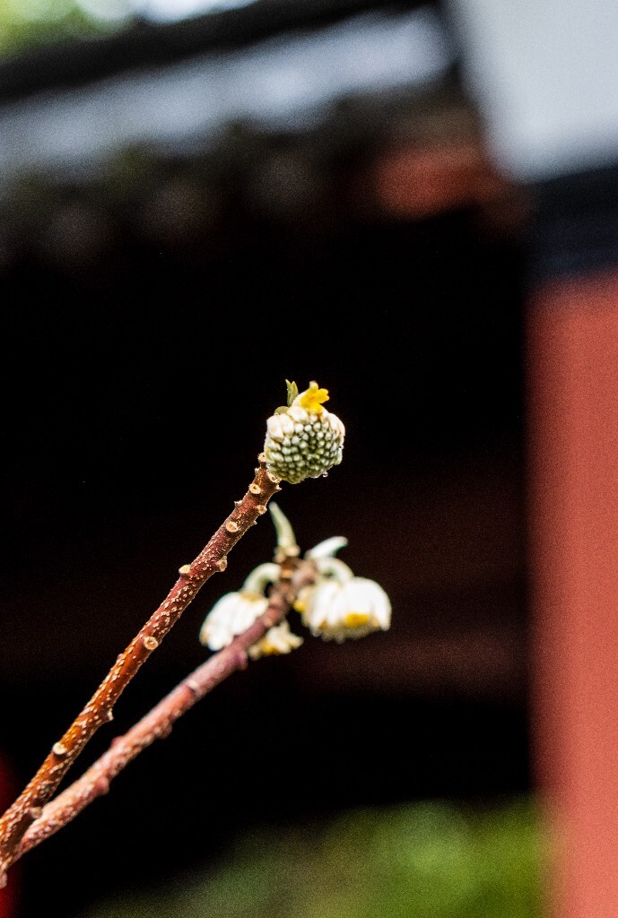 打结花 打结树 黄瑞香 喜花 梦冬花 岩泽兰 三桠皮 三叉树 蒙花 家香 山棉皮 雪花皮 梦花