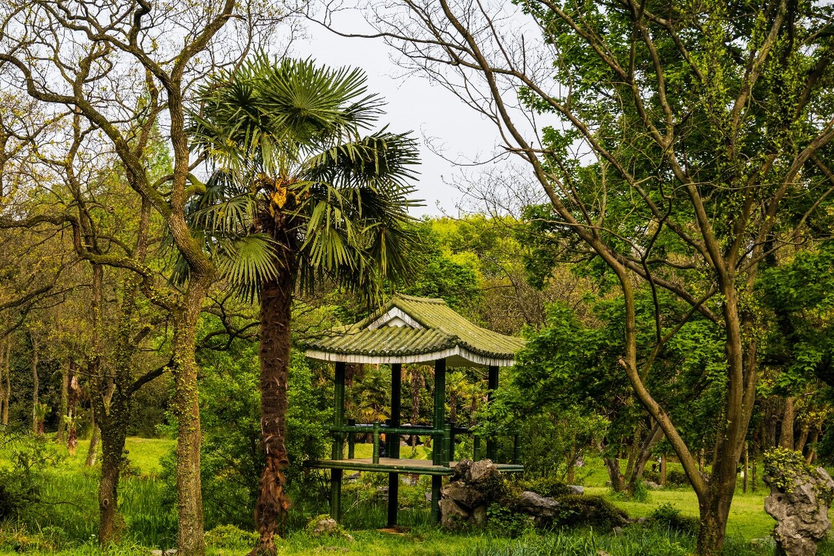 自然  风光 风景 黄色的花 摄影 素材  蜜蜂 采花 蜜蜂采花