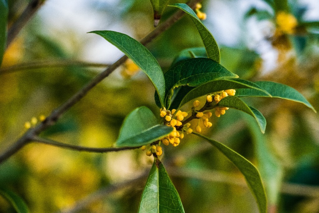 桂花 岩桂 木犀 九里香 金桂 银桂 丹桂 月桂 植物
