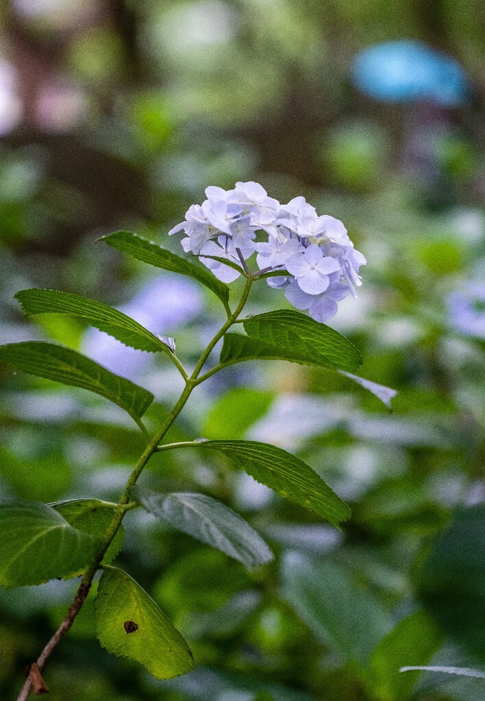 八仙花 粉团花 草绣球 紫绣球 紫阳花  绣球 绣球花 摄影 植物 花朵 花儿