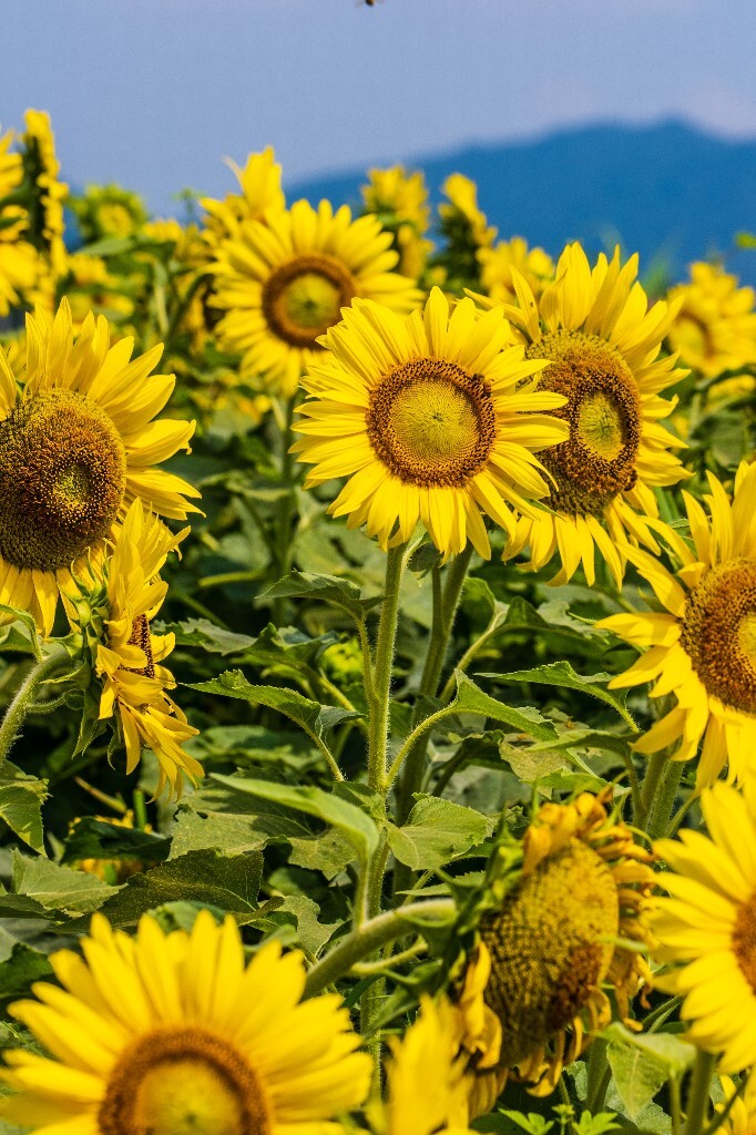 向日葵 葵花 向阳花 望日葵 朝阳花 转日莲 太阳花 摄影 风光 自然 花儿