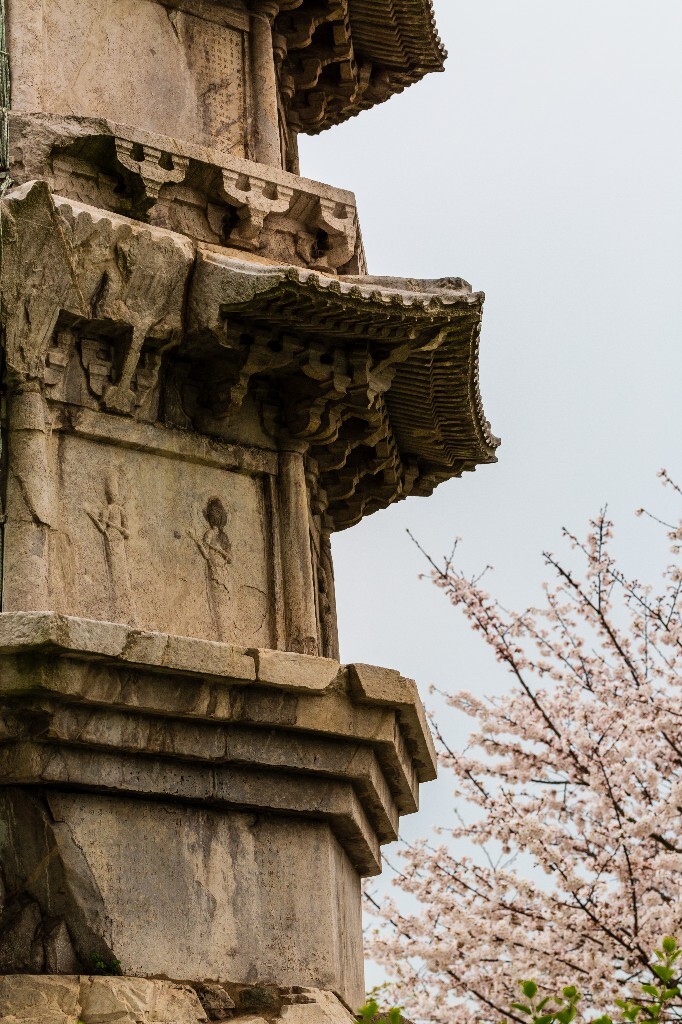 白塔 樱花 建筑 风光 摄影 花 植物