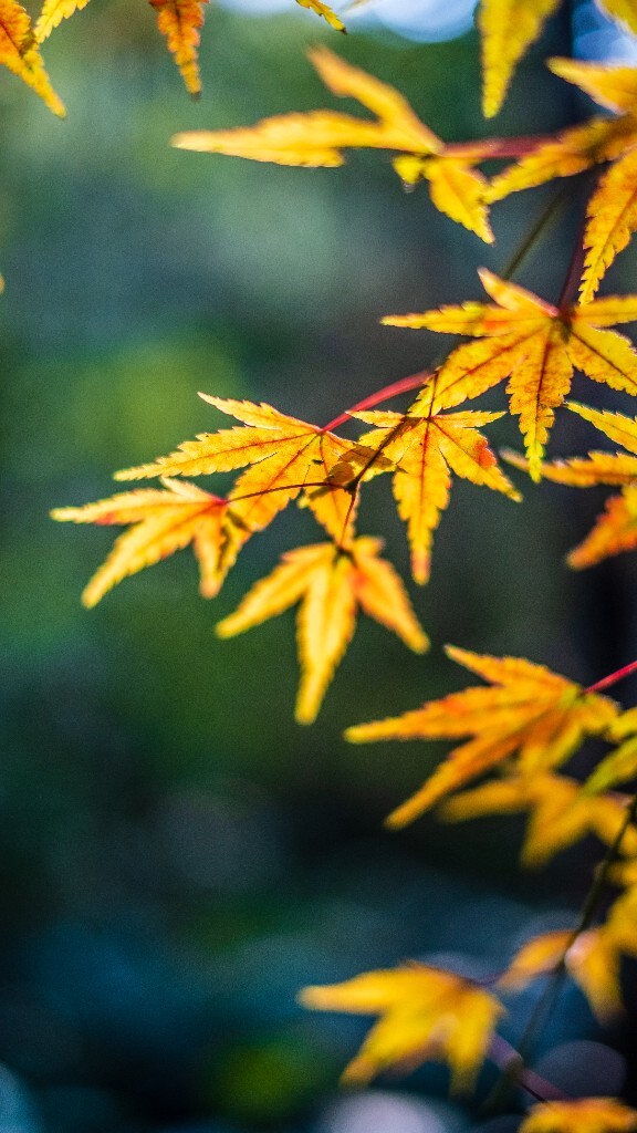 枫叶 红叶 秋天 植物 风光 摄影 自然 旅行 叶子