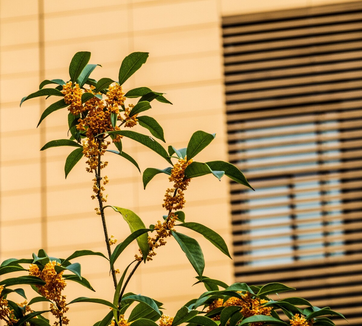 岩桂 木犀 九里香 金 植物 摄影 花草 桂花 金桂 银桂 丹桂 月桂