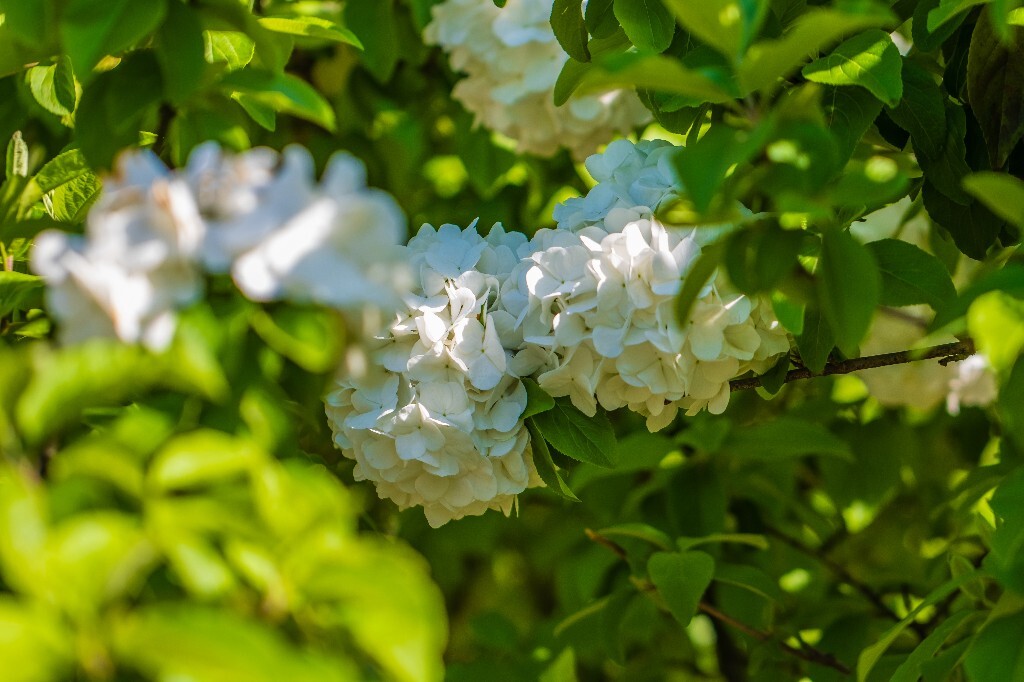 八仙花 粉团花 草绣球 紫绣球 紫阳花 绣球 木绣球 植物 摄影 风光 花朵 花儿 绣球花