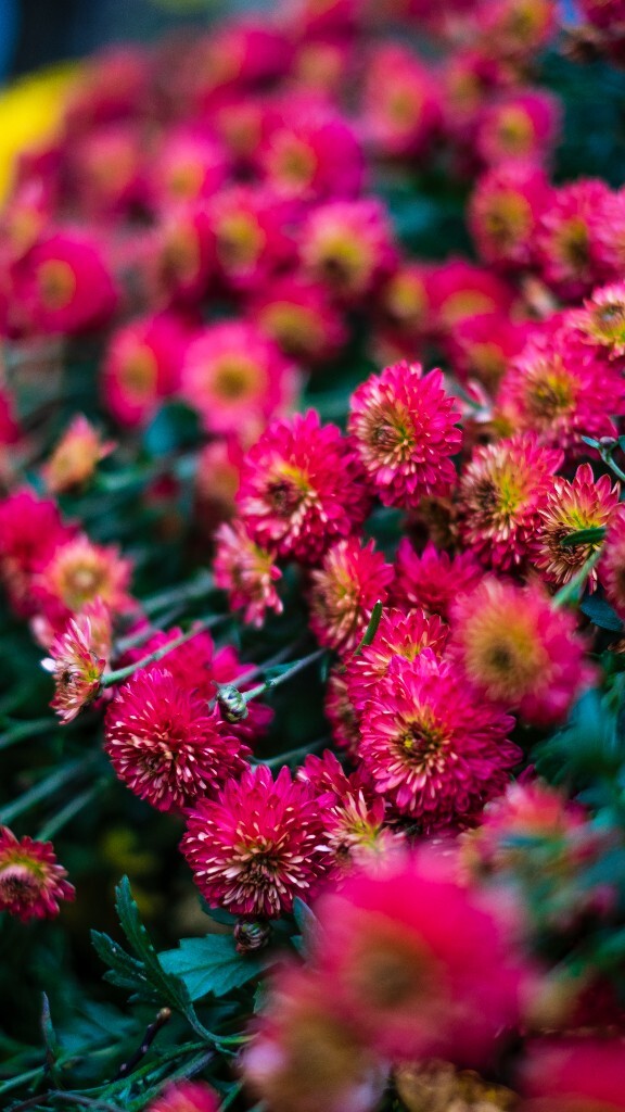 寿客 金英 黄华 秋菊 陶菊 日精 女华 延年 隐逸花 家菊 摄影 花朵花儿 盛开的菊花