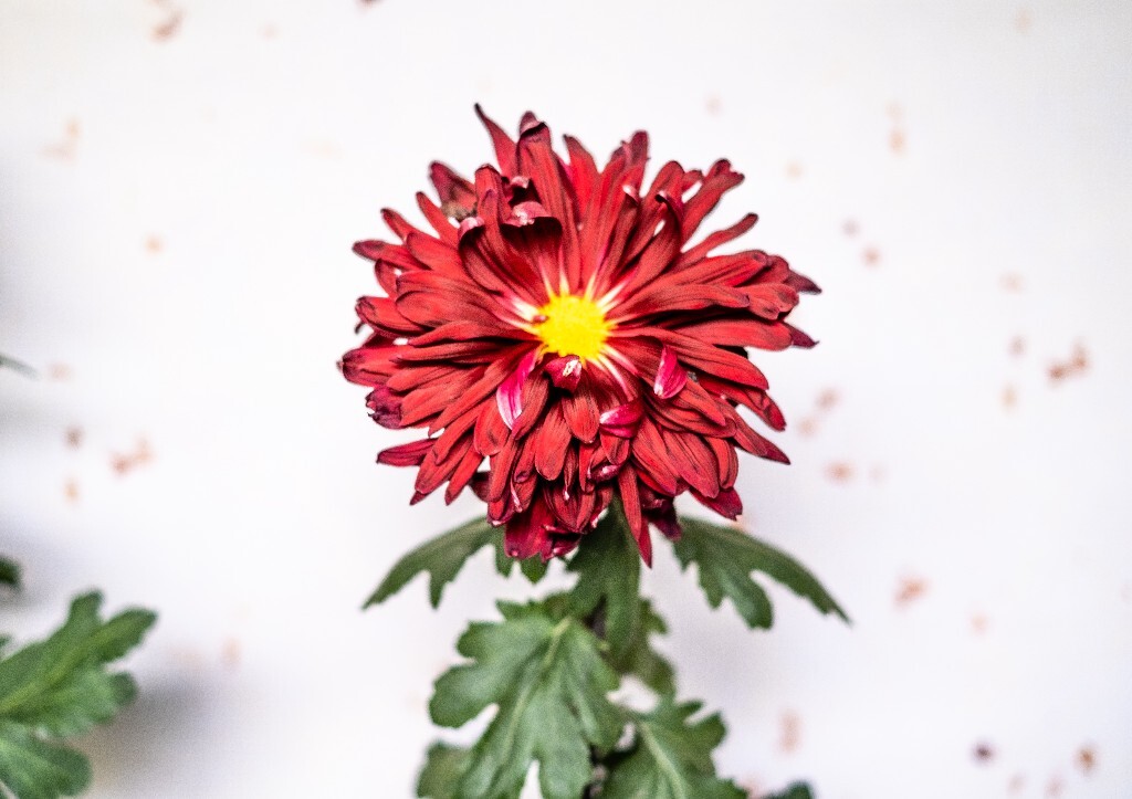 菊花 寿客 金英 黄华 秋菊 陶菊 日精 女华 延年 隐逸花 家菊 花儿 盛开的菊花