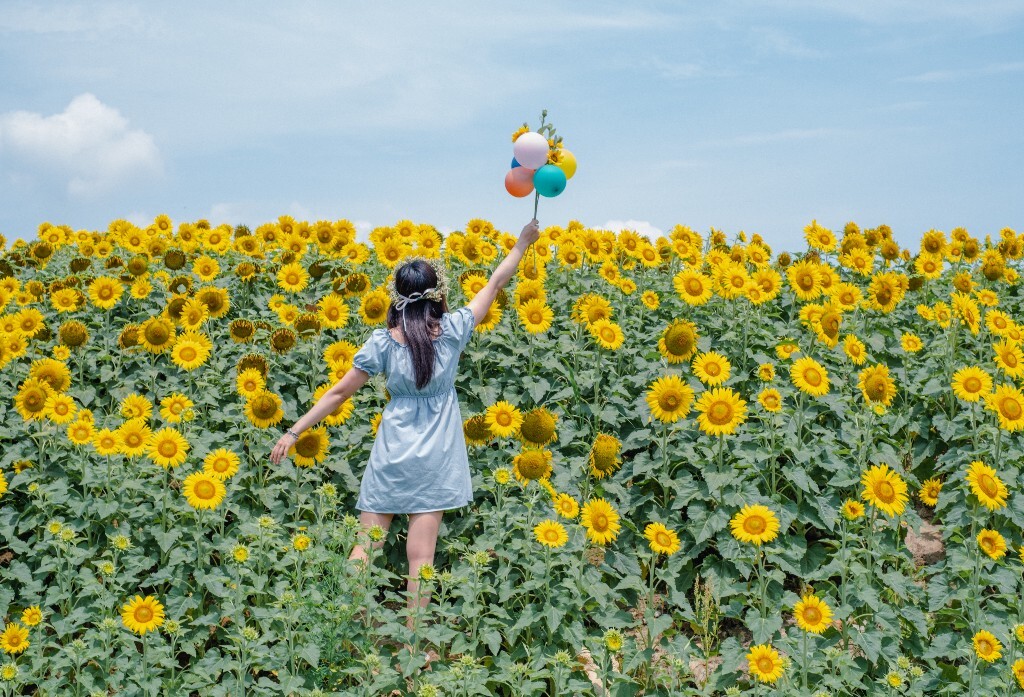向日葵 花海 风光 自然 摄影 背影 转日莲 花儿 旅行 街拍 人像 美女
