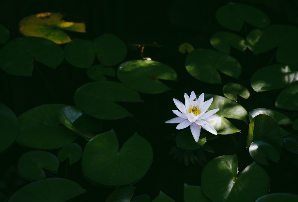 植物 风光 植物 睡莲 莲花 旅行  植物  水生植物