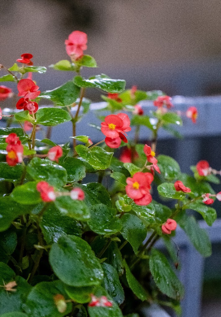 四季秋海棠 蚬肉秋海棠 玻璃翠 四季海棠 瓜子海棠 植物 花朵 摄影 风光 自然 花儿