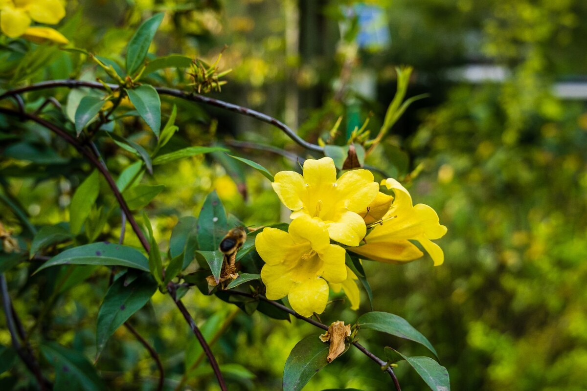 自然  风光 风景 黄色的花 摄影 素材  蜜蜂 采花 蜜蜂采花