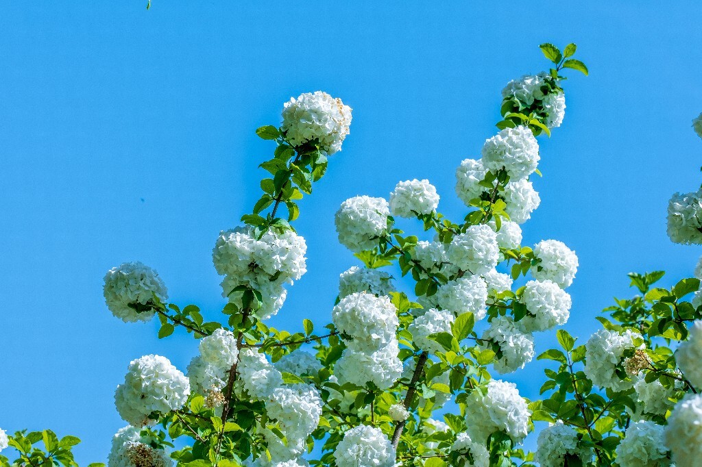 绣球 八仙花 粉团花 草绣球 紫绣球 紫阳花 山绣球