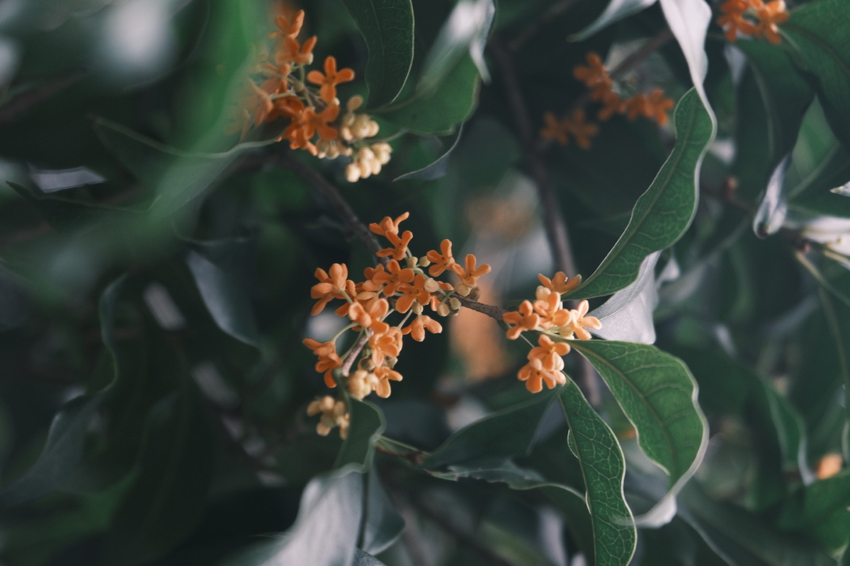 桂花 富士直出 风光 花朵花卉 风光摄影  桂花摄影 满觉陇