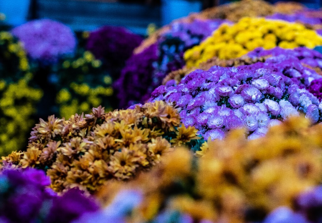 菊花 寿客 金英 黄华 秋菊 陶菊 日精 女华 延年 隐逸花 家菊 花儿 盛开的菊花