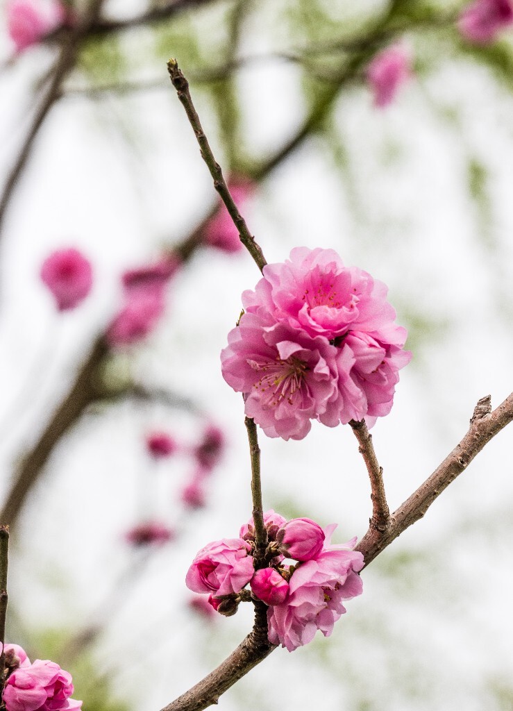 植物 花朵 风光 微距 摄影 西湖桃花 西湖风光 环境 西湖桃花 西湖风光