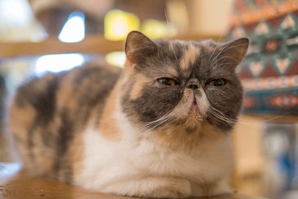 猫 宠物 动物 图片 摄影 喵星人 猫猫