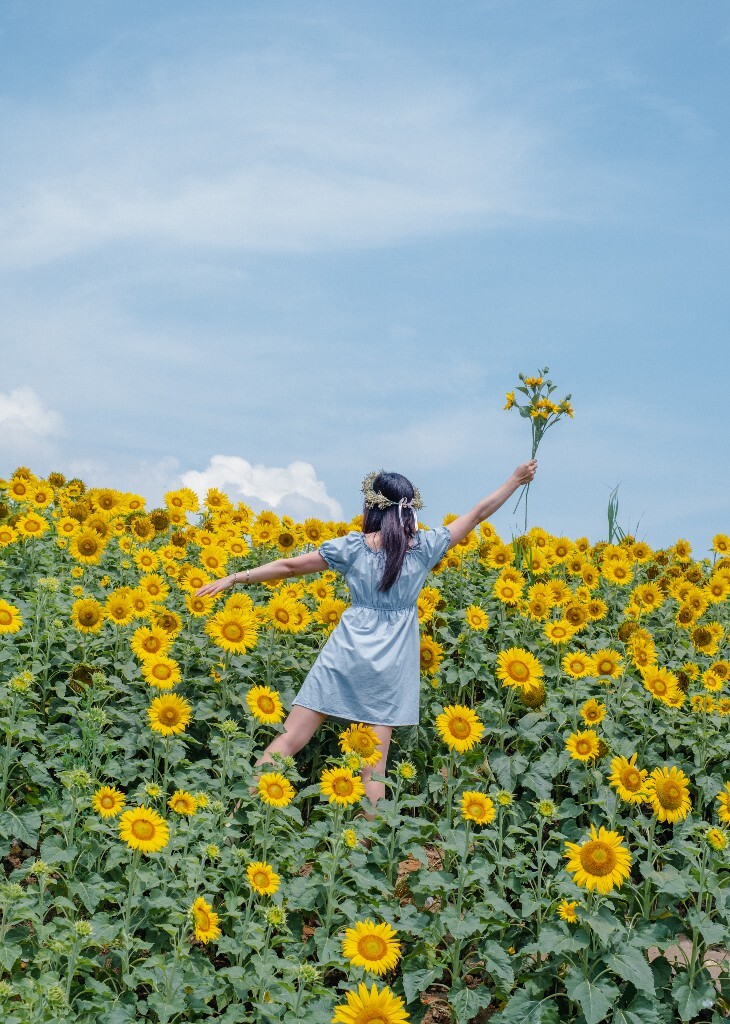 人像 背影 自然 风光 向日葵 花海 太阳花 转日莲
