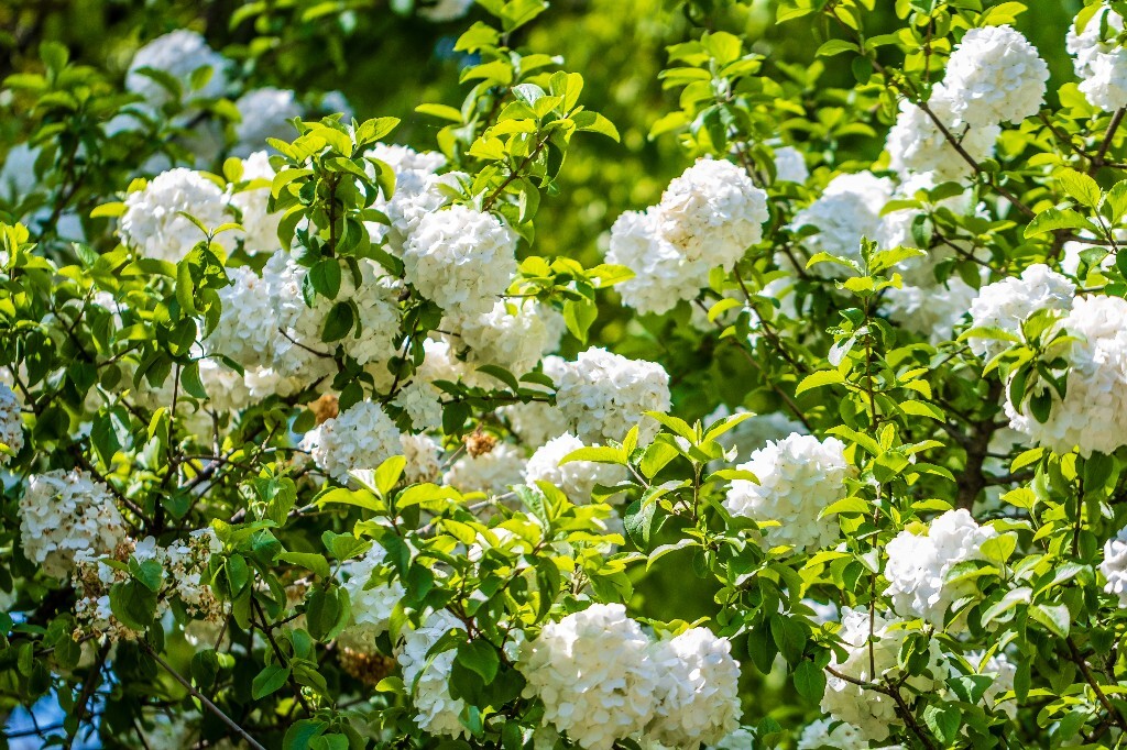 八仙花 粉团花 草绣球 紫绣球 紫阳花 绣球 木绣球 摄影 风光 植物花朵 旅行