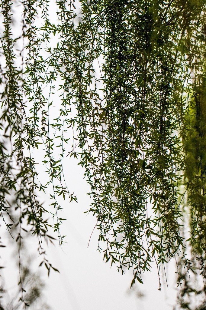 植物 风光 西湖柳树 西湖风光 自然 环境 西湖之春 自然 鸳鸯 自然 西湖春天