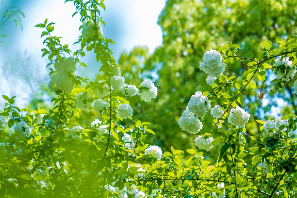 粉团花 紫阳花 八仙花 绣球 木绣球 草绣球 紫绣球 花朵 花儿 植物 摄影
