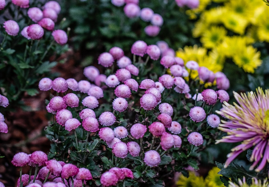 菊花 寿客 金英 黄华 秋菊 陶菊 日精 女华 延年 隐逸花 家菊 花儿 盛开的菊花