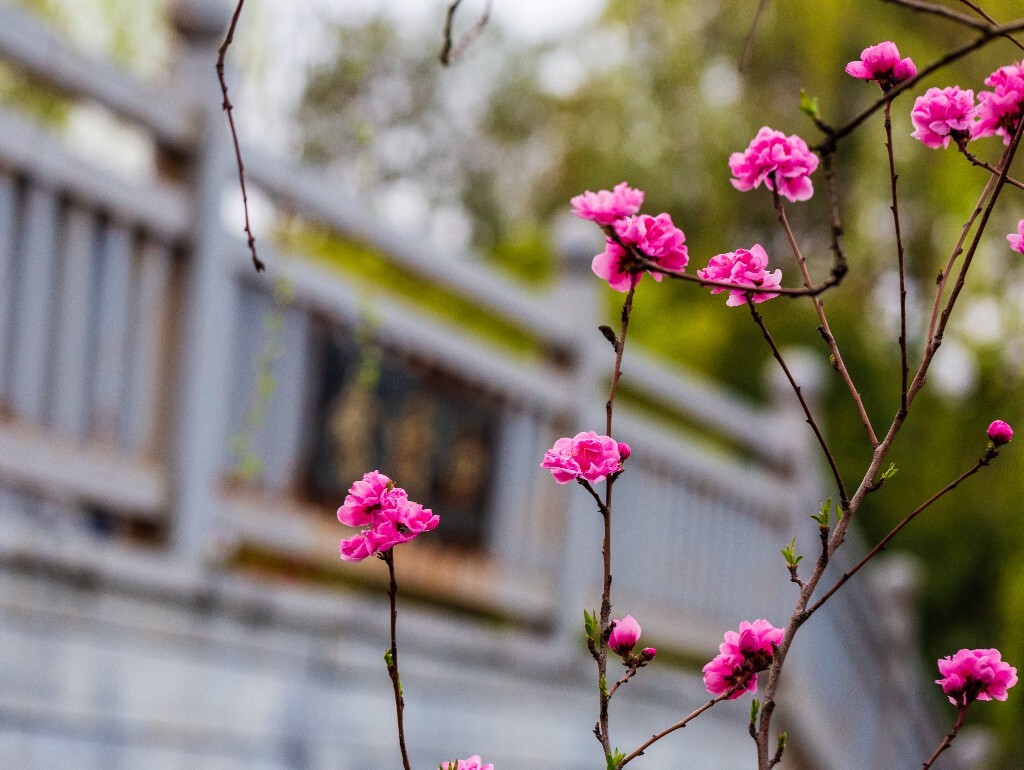 粉色桃 盛开的花朵 桃花 花儿 植物 桃树