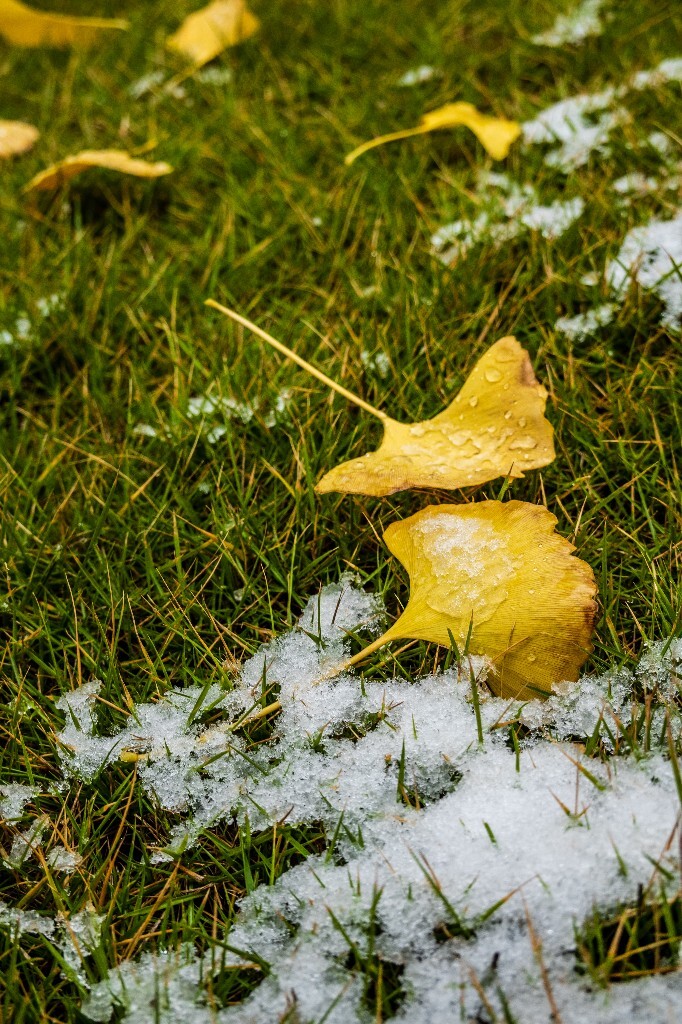 银杏树叶 白果叶 飞蛾叶 鸭脚子 雪景 草地上的雪 草地 落叶 叶子 一叶知秋 风光 自然 2022年第一场雪