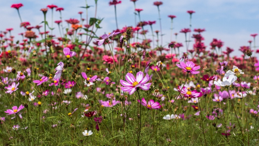 百日菊 百日草 步步高 火球花 对叶菊 秋罗 步步登高 不等高 植物 摄影 风光