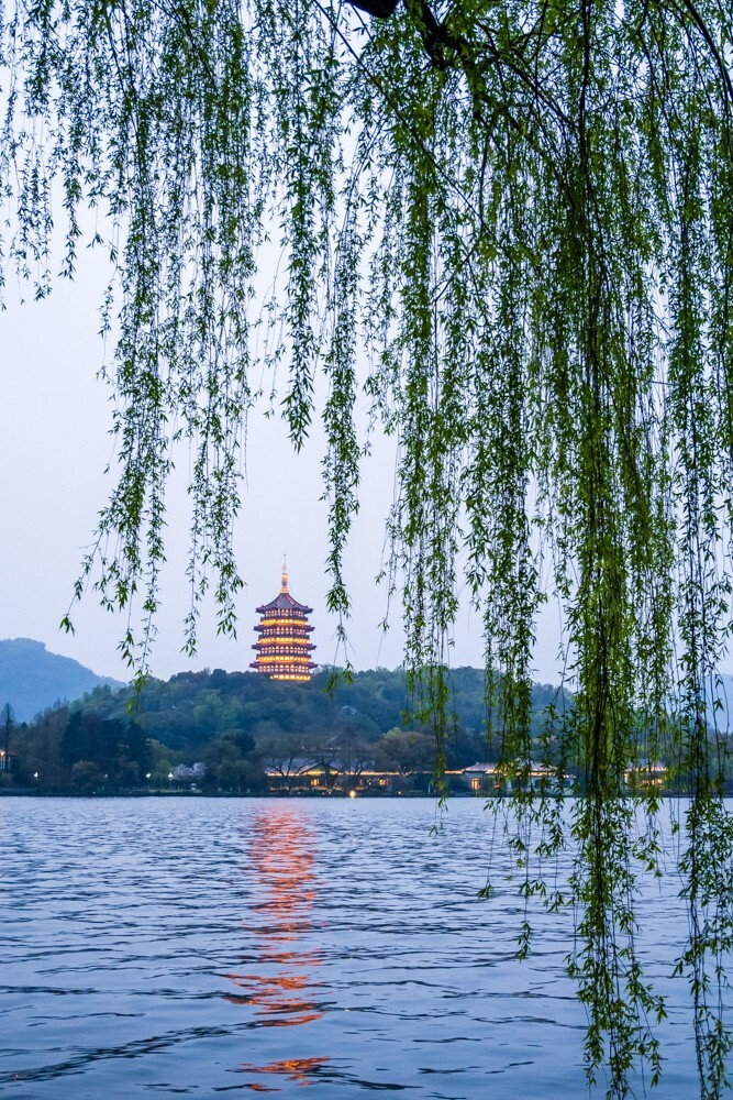 柳树 风光 西湖风光 摄影 旅行 自然 植物 树 叶子 雷峰塔 西湖 西湖柳树