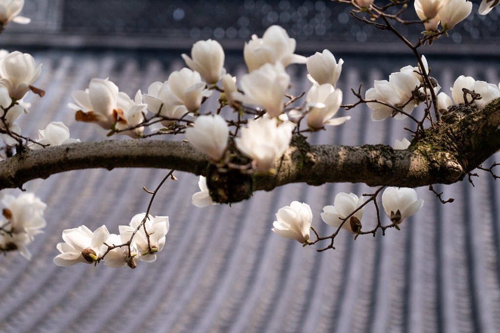 玉兰 玉兰花 植物 微距 摄影 风光 自然 法喜寺 500年玉兰 旅行 白色的玉兰