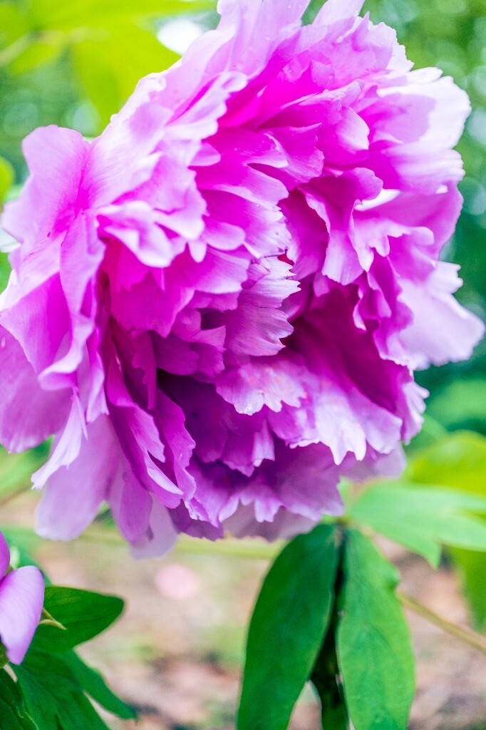 鼠姑 鹿韭 白茸 木芍药 百雨金 洛阳花 富贵花 牡丹 植物 花朵 花儿 牡丹花 含苞待放