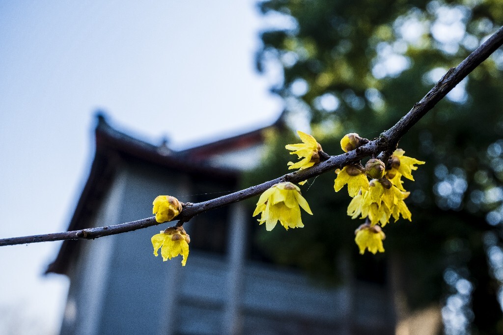 腊梅 梅花 特写 风光 自然 花朵 花草 特写 微距 阳光 天空 金梅 腊梅 蜡花 蜡梅花 蜡木 麻木紫 石凉茶 唐梅 香梅