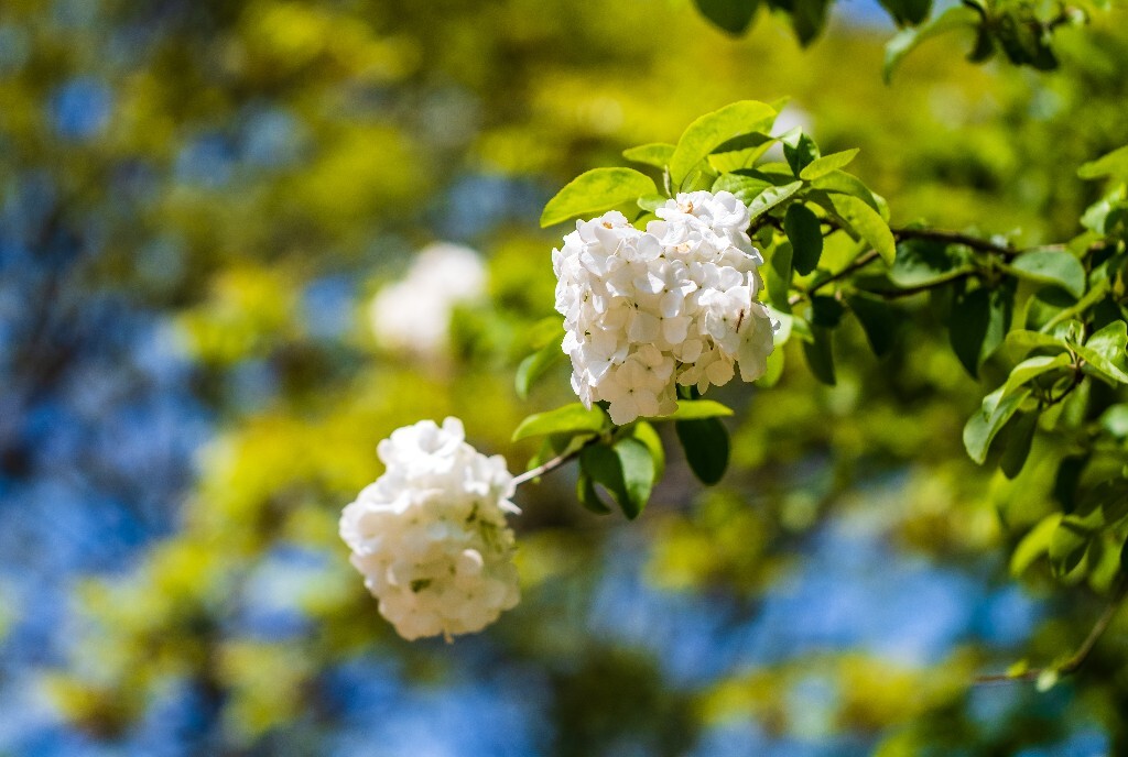 八仙花 粉团花 草绣球 紫绣球 紫阳花 绣球 木绣球 山绣球 摄影 植物 风光 摄影