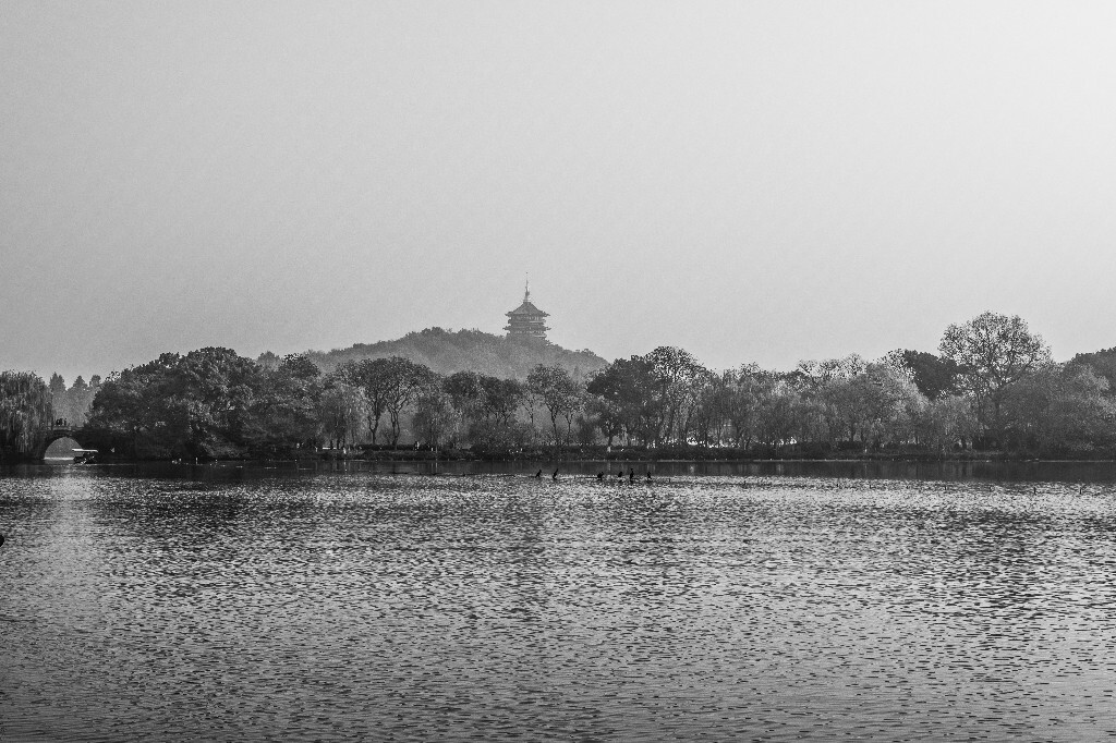 西湖 风光 自然 西湖风光 西湖水鸟 水墨西湖
