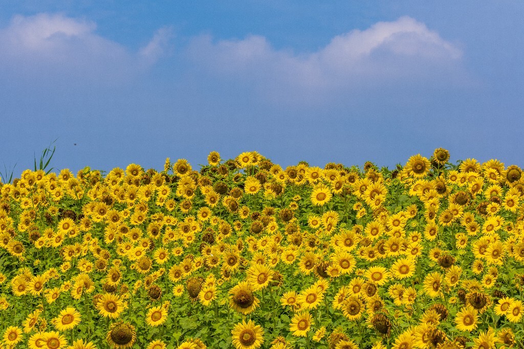 向日葵 葵花 向阳花 望日葵 朝阳花 转日莲 太阳花 摄影 风光 自然 花儿