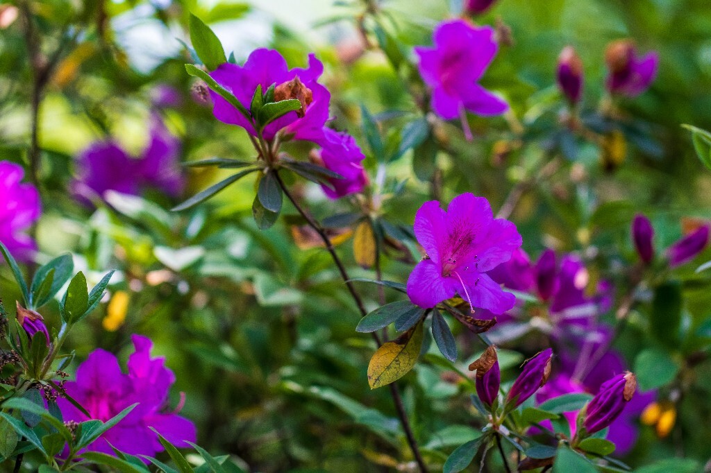 杜鹃 杜鹃花 山踯躅 山石榴 映山红 照山红 唐杜鹃 花朵 花草 植物 摄影