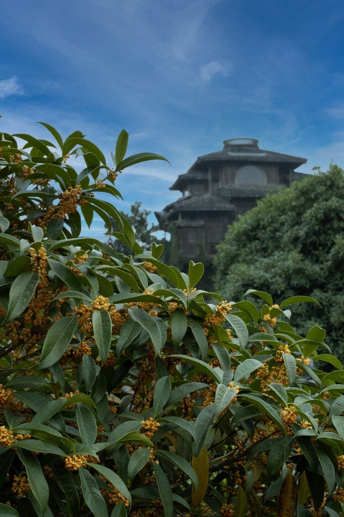 桂花 建筑 汤屋 风光 网红建筑 摄影 盛开的桂花