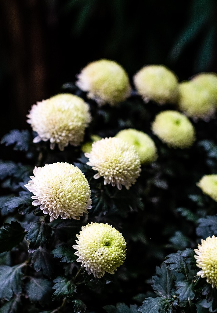 菊花 寿客 金英 黄华 秋菊 陶菊 日精 女华 延年 隐逸花 家菊 花儿 盛开的菊花
