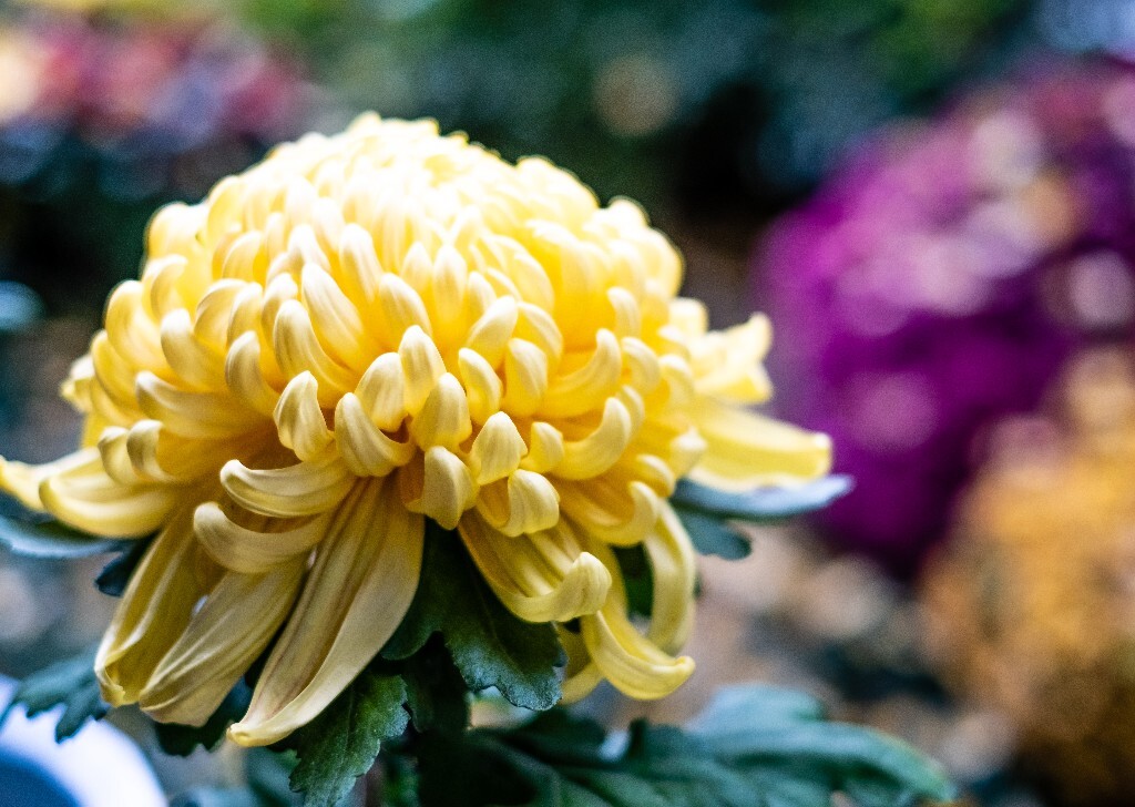 菊花 寿客 金英 黄华 秋菊 陶菊 日精 女华 延年 隐逸花 家菊 花儿 盛开的菊花