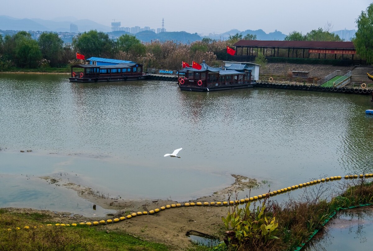 青山湖白鹭 白鹭 湖水 青山湖 风光 风景 水 湖 白鹤 鸟 大白鹭 中白鹭 小白鹭 黄嘴白鹭