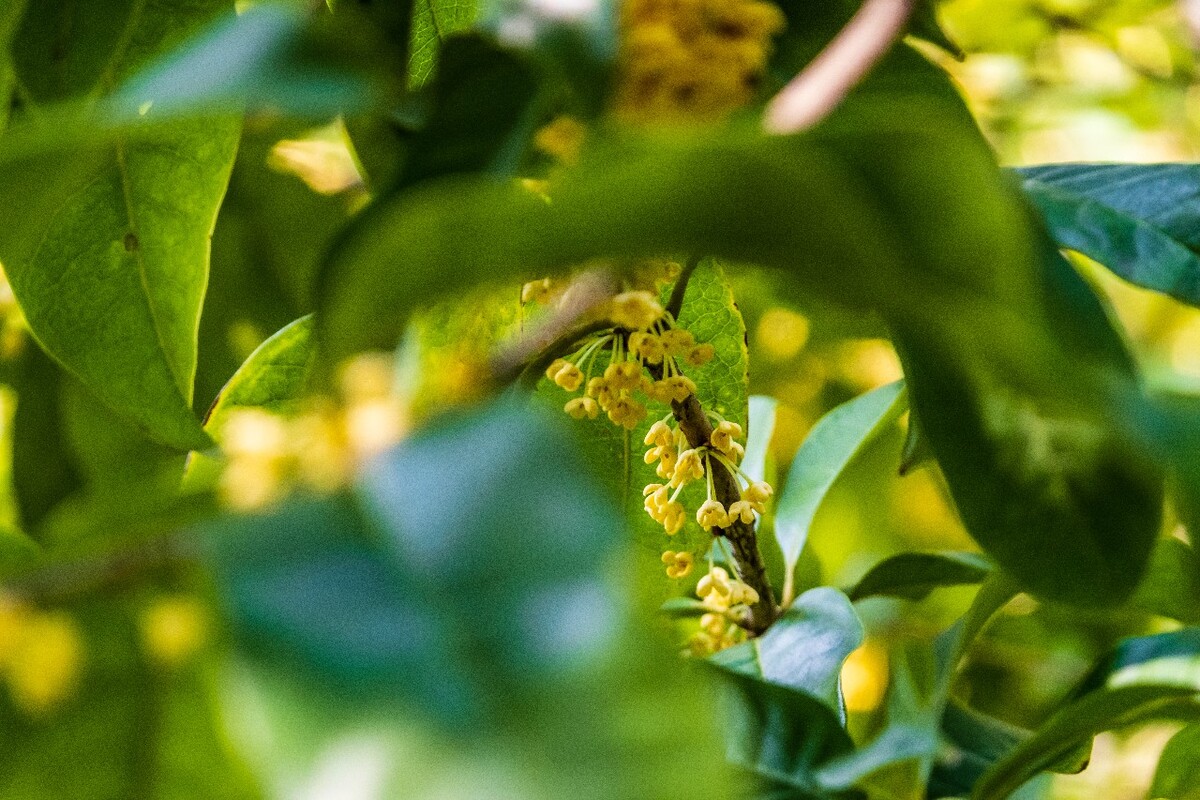 岩桂 木犀 九里香 金 植物 摄影 花草 桂花 金桂 银桂 丹桂 月桂