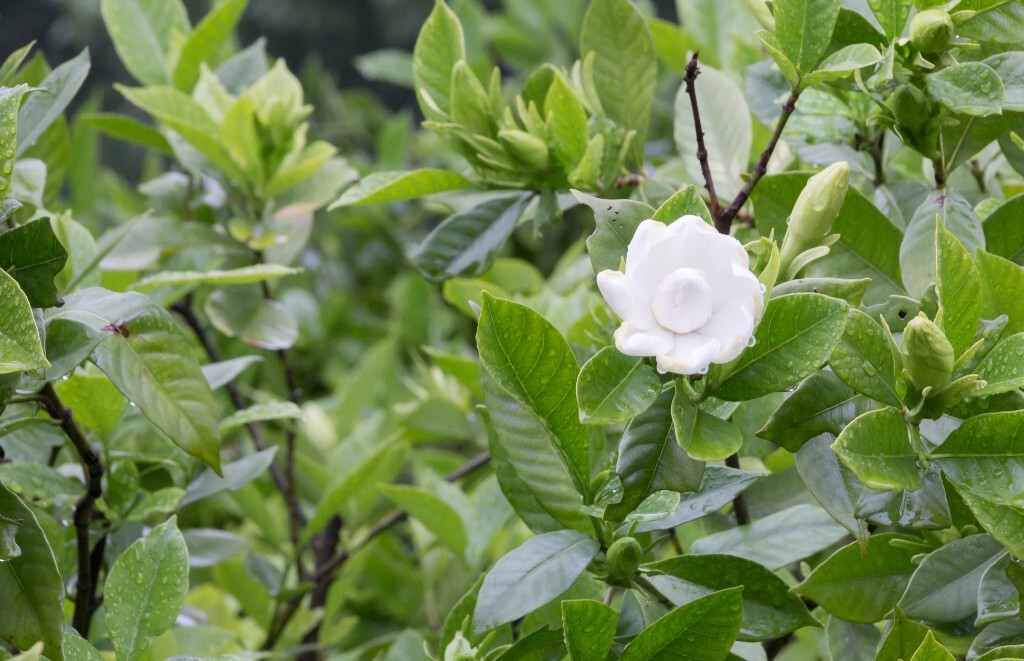 植物 栀子花 风光 自然 花草 花朵 盛开的栀子花 摄影 旅行 