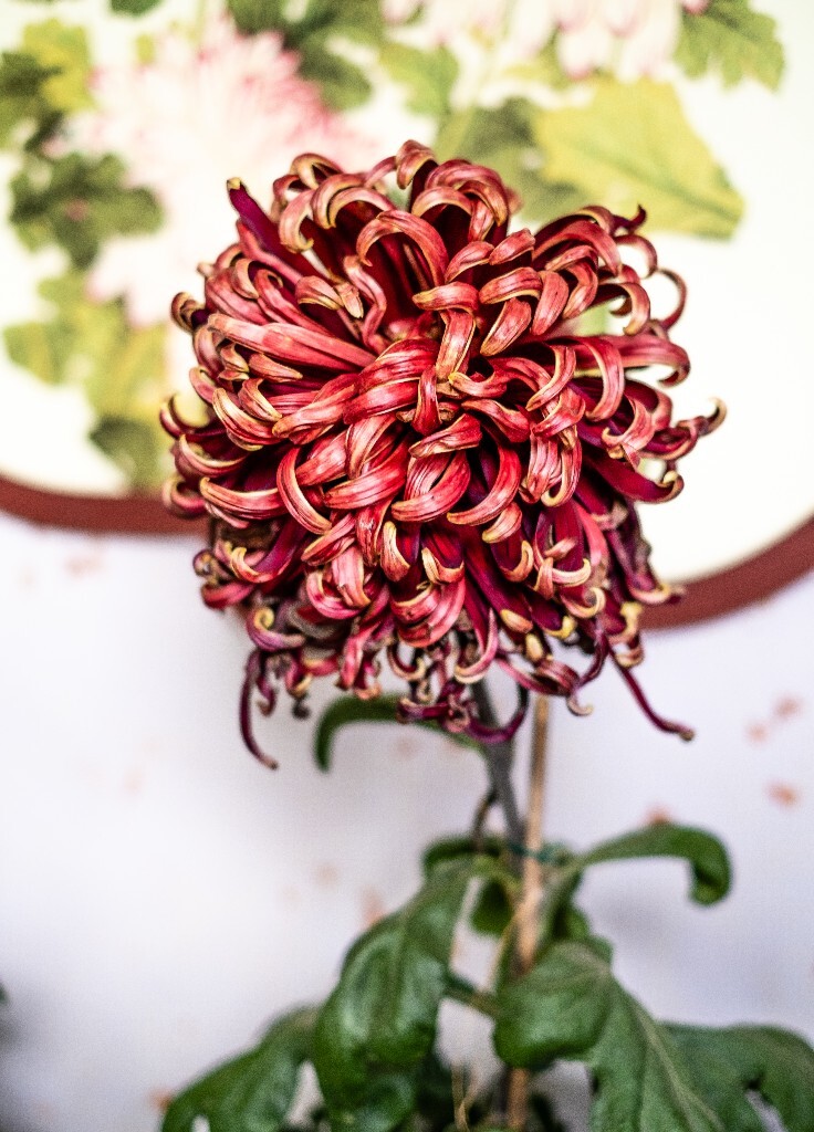 菊花 寿客 金英 黄华 秋菊 陶菊 日精 女华 延年 隐逸花 家菊 花儿 盛开的菊花